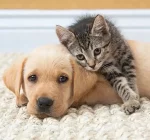 Productos para el cuidado e higiene de mascotas