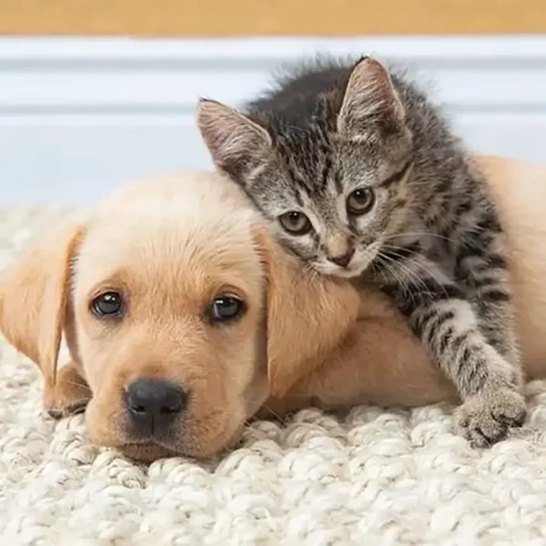 Productos Cuidado Mascotas